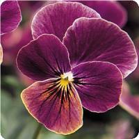 Sorbet™ Antique Shades Viola