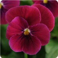 Sorbet™ Carmine Rose Viola