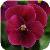 Sorbet™ Carmine Rose Viola