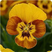 Sorbet™ Honeybee Viola