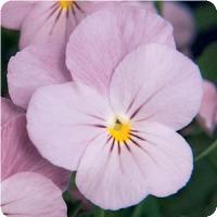 Sorbet™ Lilac Ice Viola