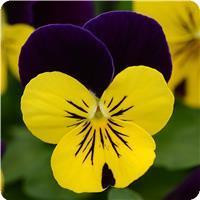 Sorbet™ Yellow Violet Jump Up Viola