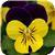 Sorbet™ Yellow Violet Jump Up Viola