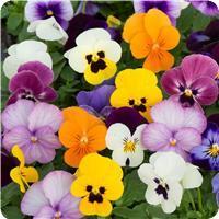 Sorbet Xp Mix Autumn Uk Viola