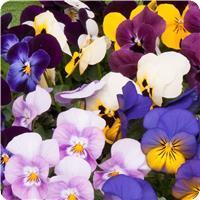 Sorbet Xp Mix Spring Uk Viola