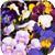 Sorbet Xp Mix Spring Uk Viola