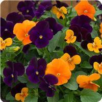 Sorbet Xp Mix Totally Brilliant Viola