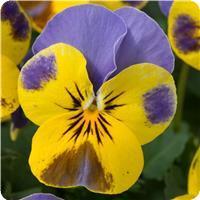 Sorbet™ Yellow Blue Jump Up Viola