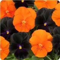 Sorbet Mix Halloween Viola