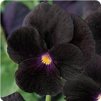 Sorbet™ Black Delight Viola