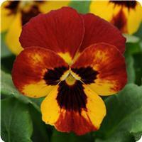 Sorbet™ Fire Viola