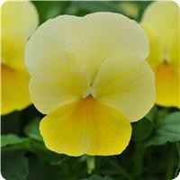 Sorbet™ Lemon Chiffon Viola