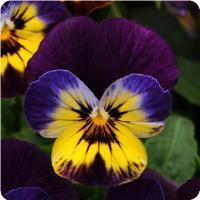 Sorbet™ Midnight Glow Viola