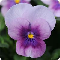 Sorbet™ Orchid Rose Beacon Viola