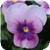 Sorbet™ Orchid Rose Beacon Viola