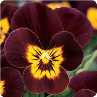 Sorbet™ Ruby Gold Babyface Viola